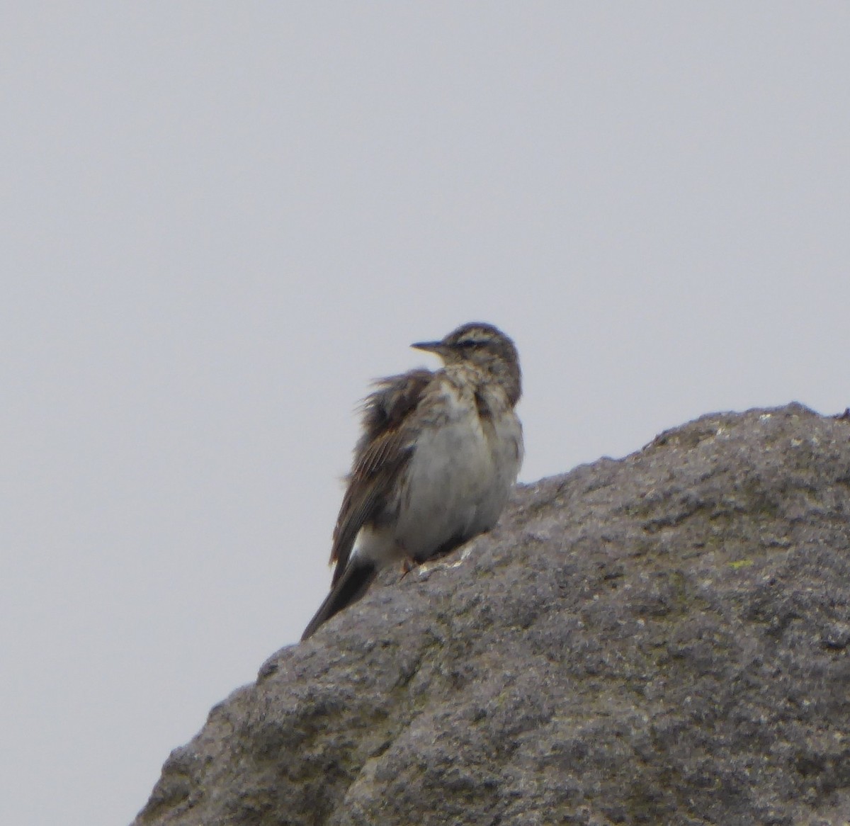 Bisbita Neozelandés - ML646032110