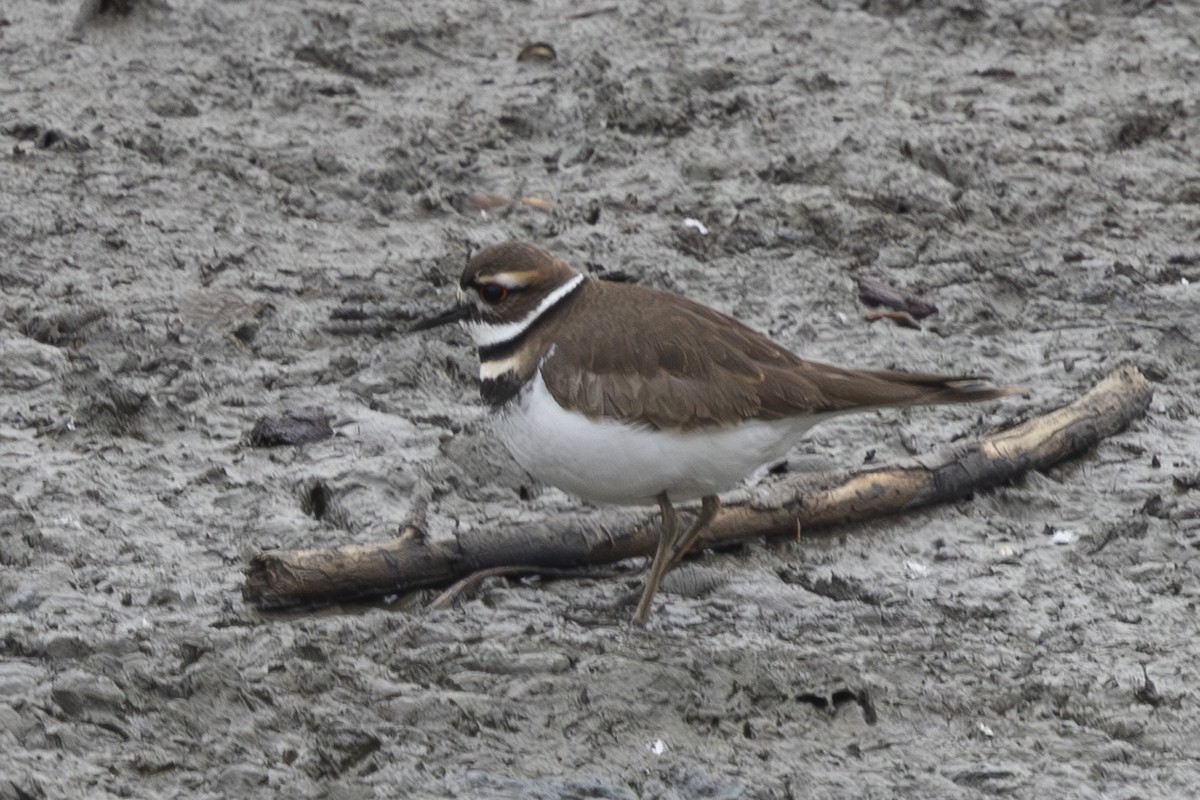 Chorlitejo Culirrojo - ML646032112