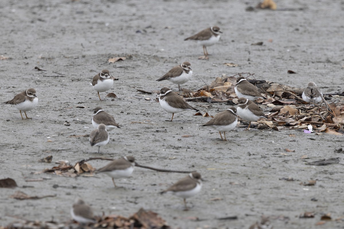 Chorlitejo Semipalmeado - ML646032116