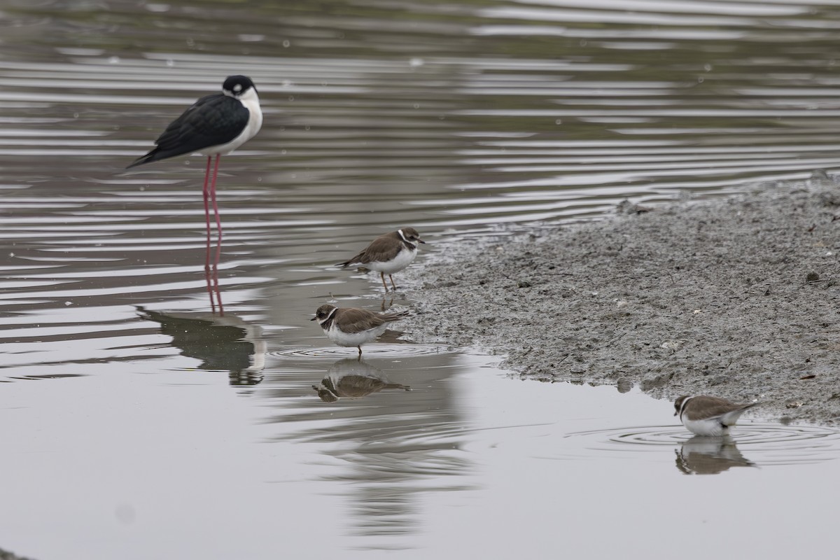 Chorlitejo Semipalmeado - ML646032117