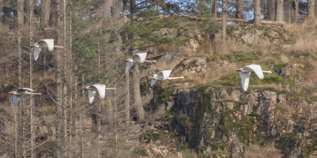 Cisne Trompetero - ML646032118