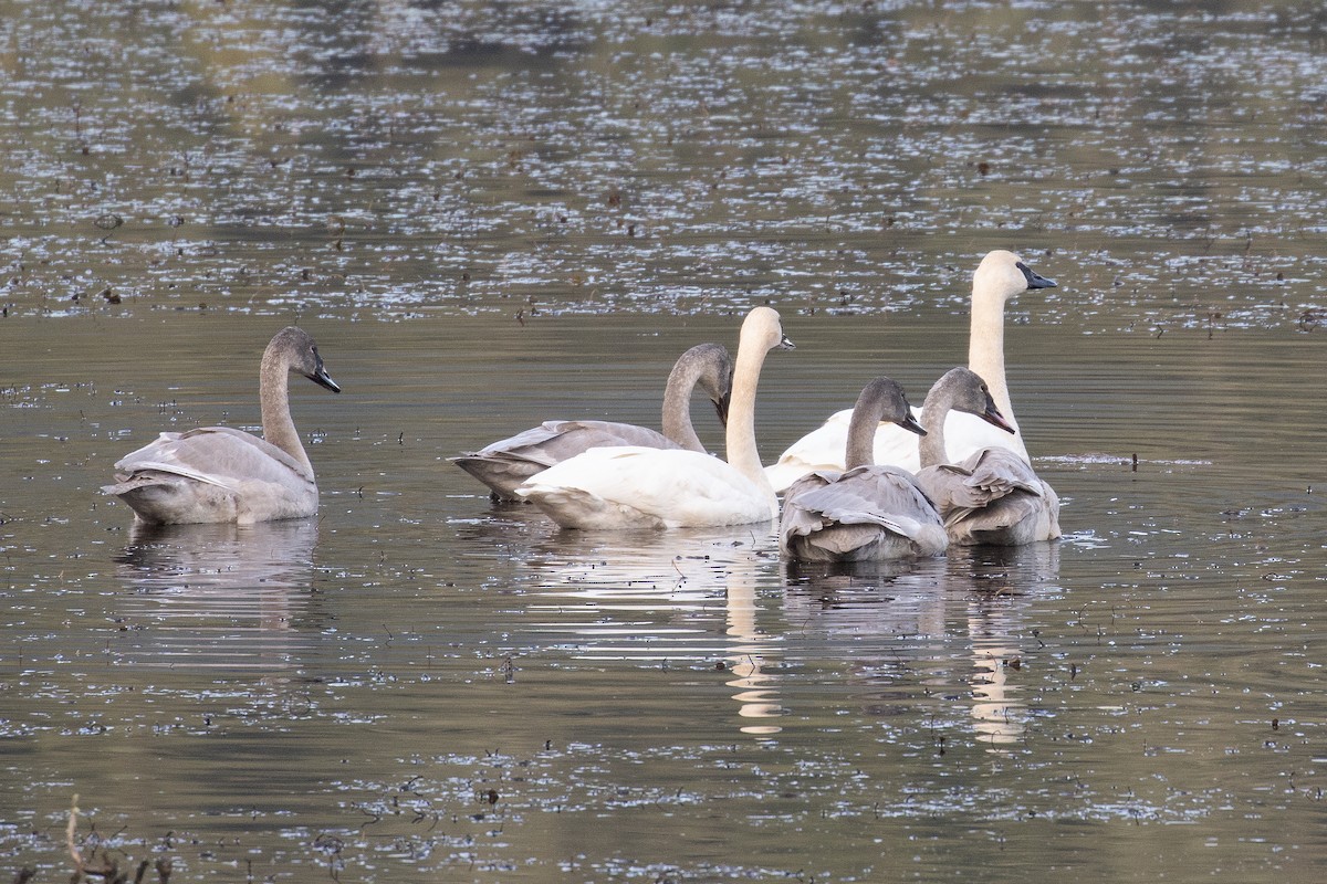 Cisne Trompetero - ML646032119