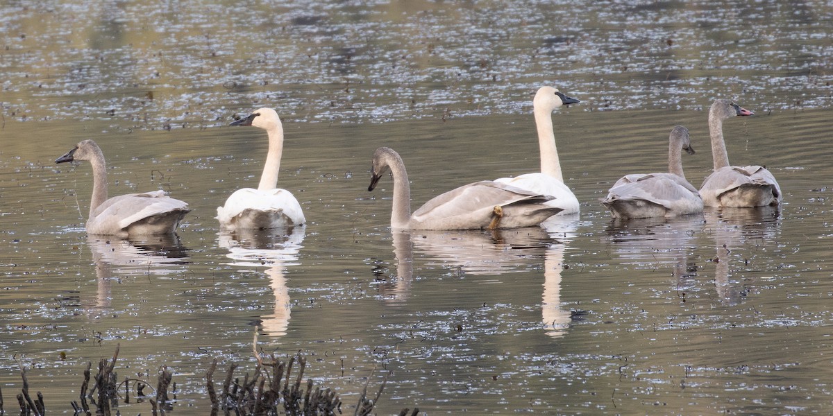 Cisne Trompetero - ML646032120