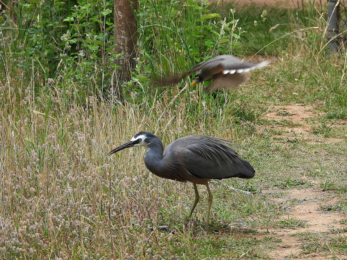 Garceta Cariblanca - ML646032121