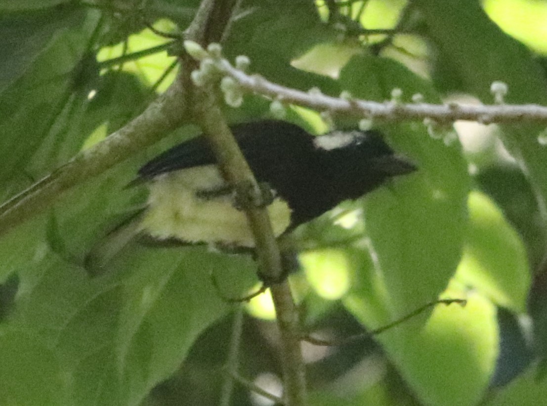 Barbudo Orejiblanco - ML646032123