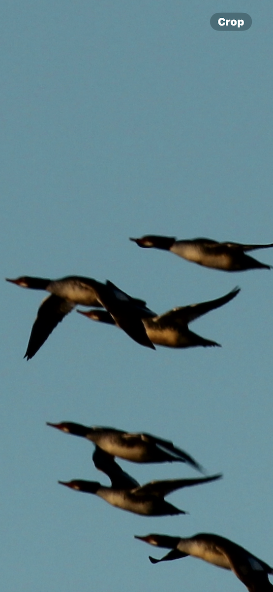 Serreta Grande - ML646032124