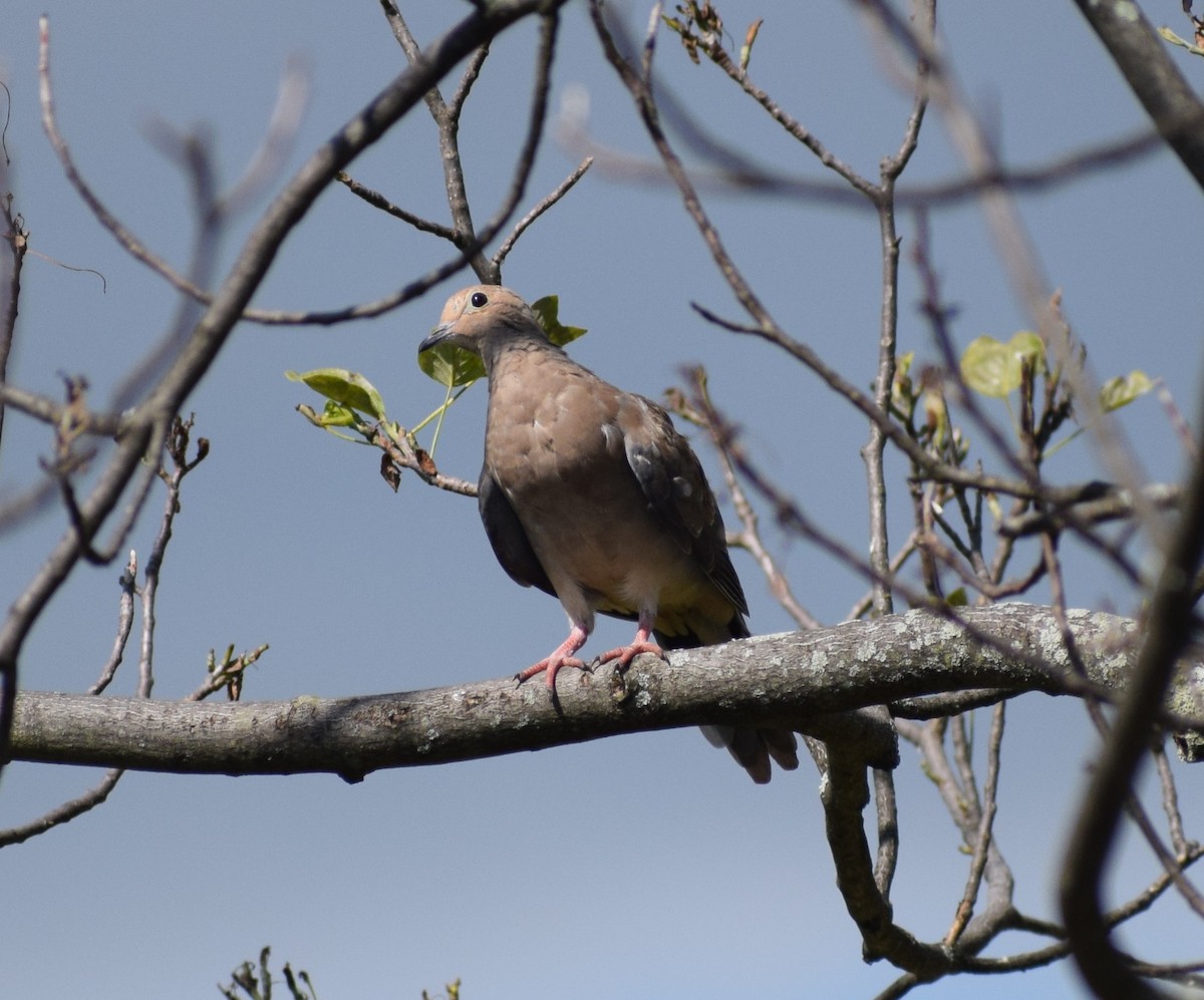 Zenaida Huilota - ML646032125