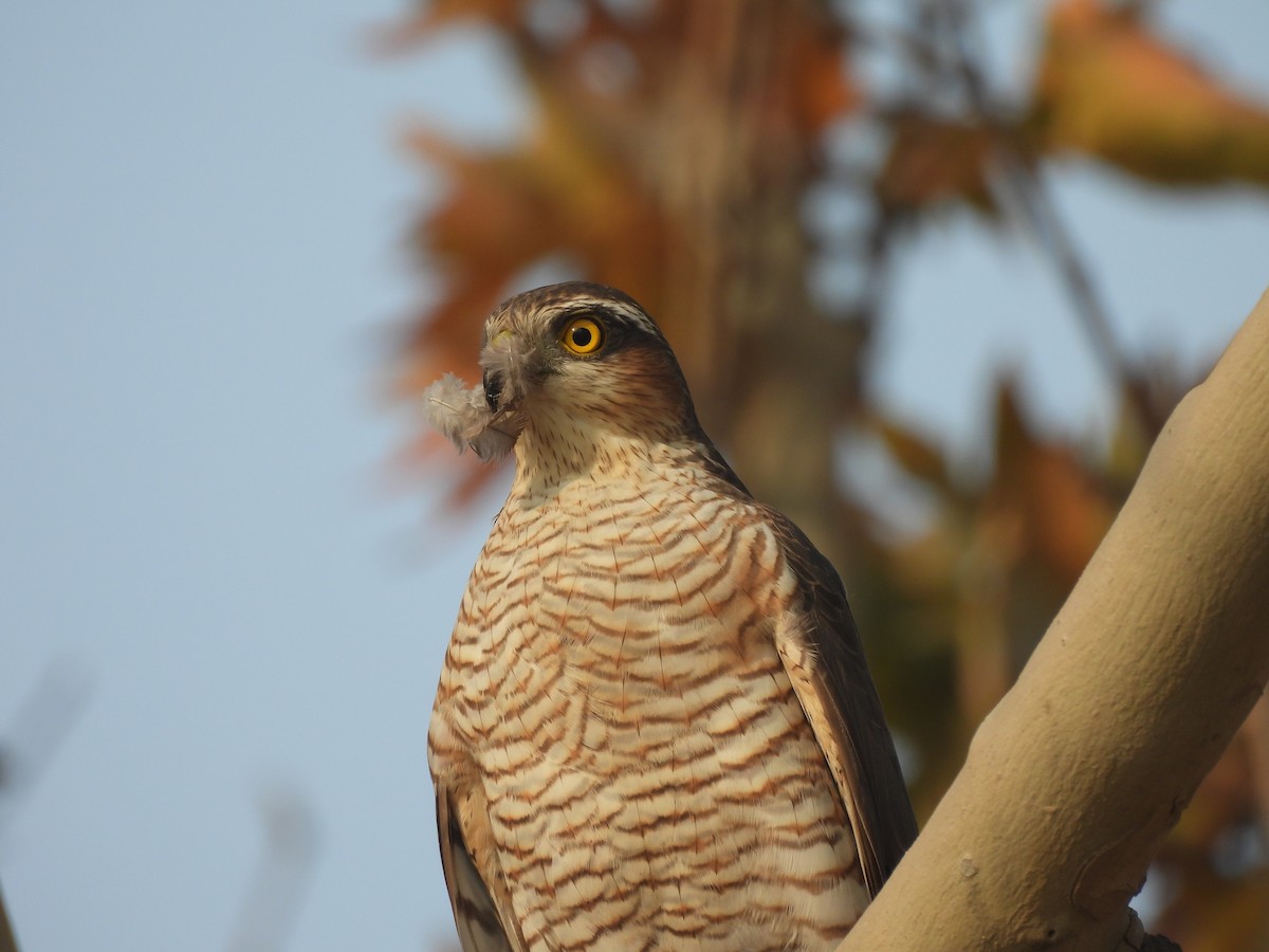 Gavilán Común - ML646032127