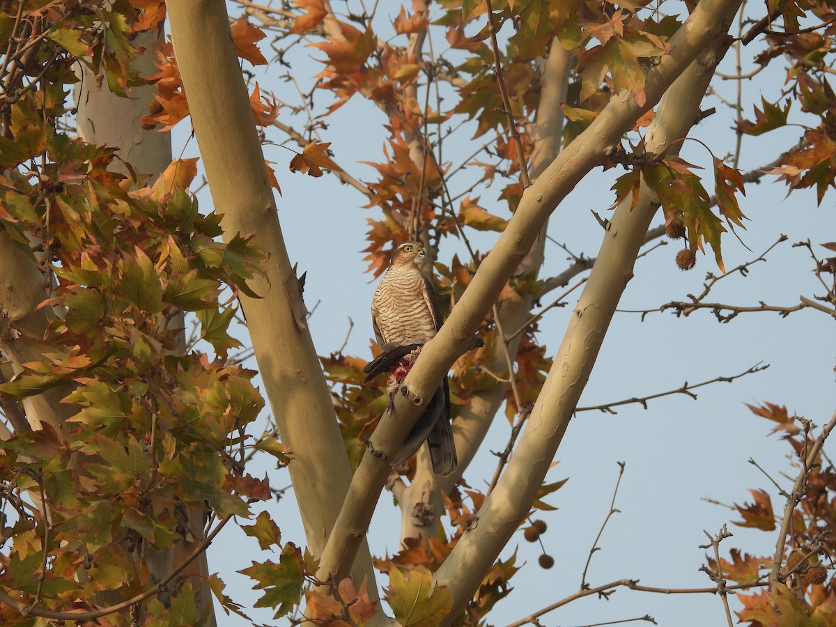 Gavilán Común - ML646032128