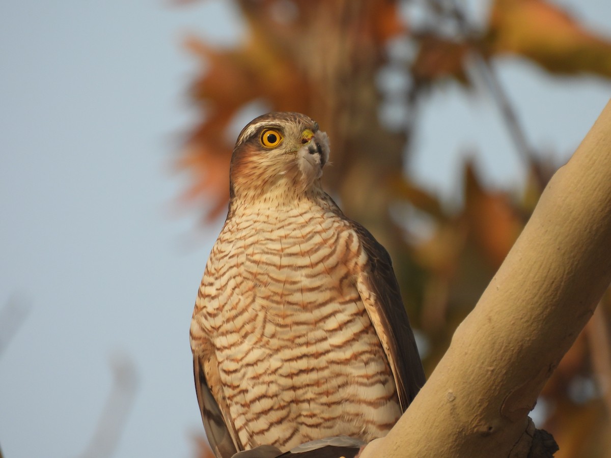 Gavilán Común - ML646032129