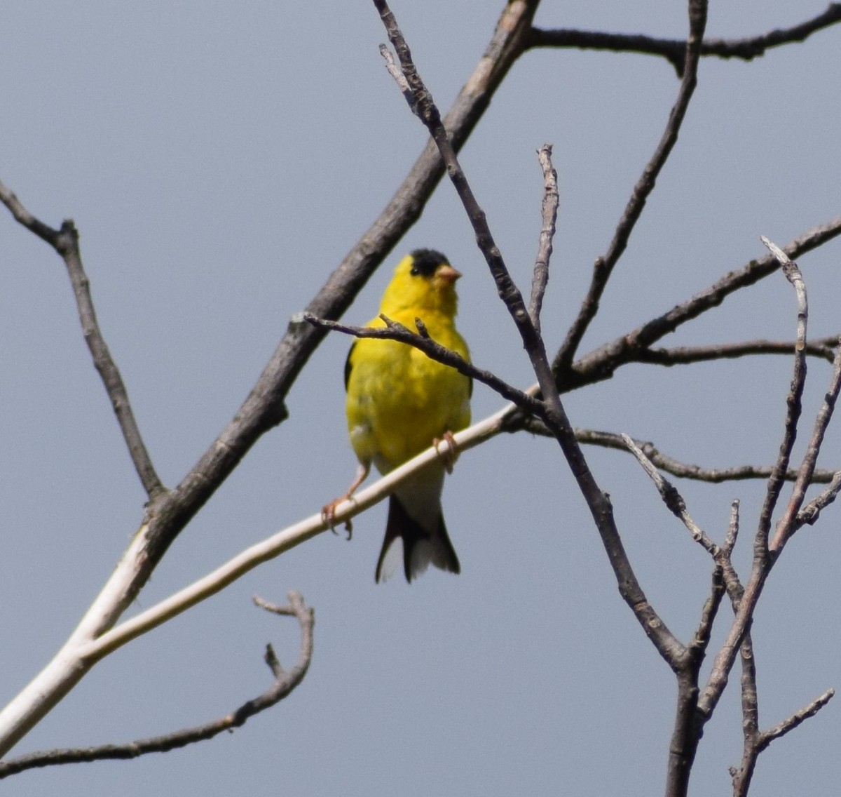 Jilguero Yanqui - ML646032130