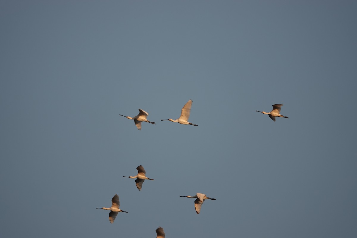 Eurasian Spoonbill - ML646032137