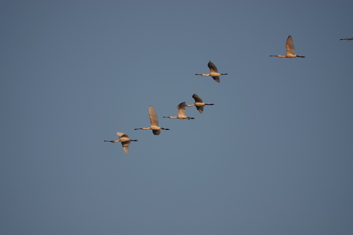 Eurasian Spoonbill - ML646032138
