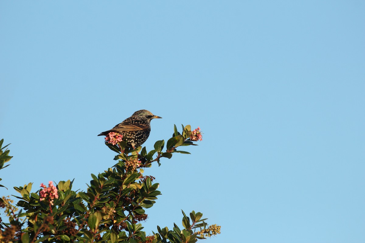 歐洲椋鳥 - ML646032146