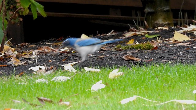 California Scrub-Jay - ML646032148