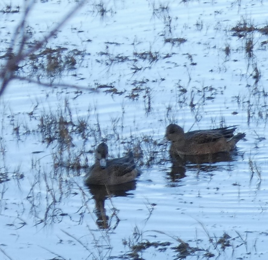 hvízdák americký - ML646032149