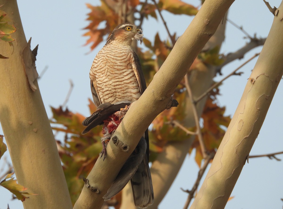 Eurasian Sparrowhawk - ML646032150
