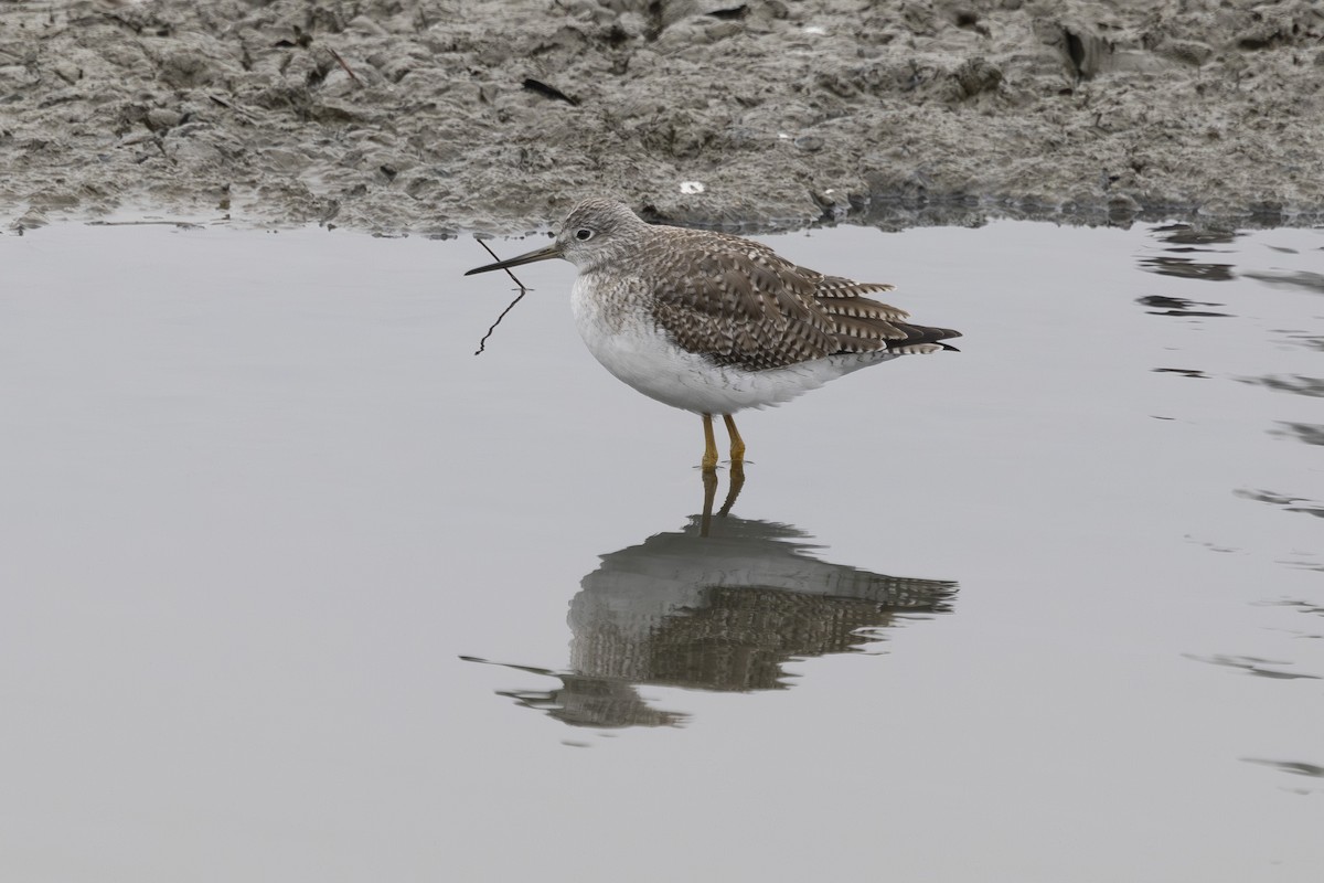Greater Yellowlegs - ML646032151