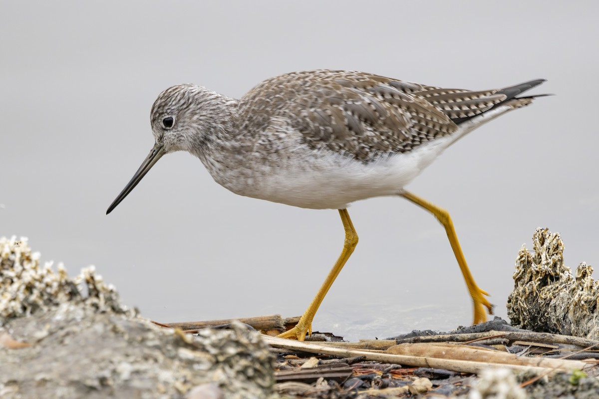 Greater Yellowlegs - ML646032152