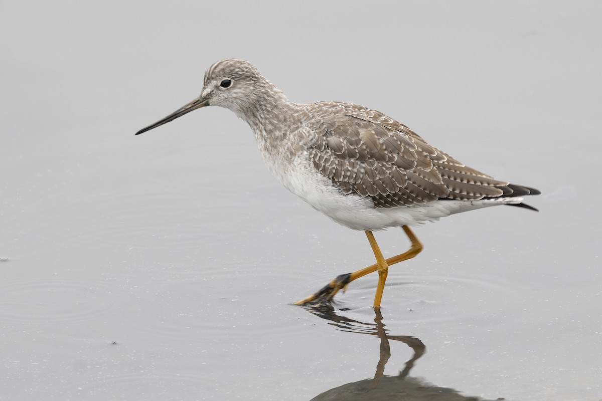 Greater Yellowlegs - ML646032153
