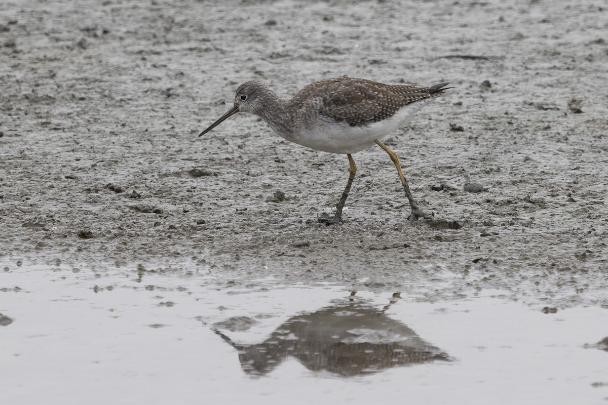 Greater Yellowlegs - ML646032154