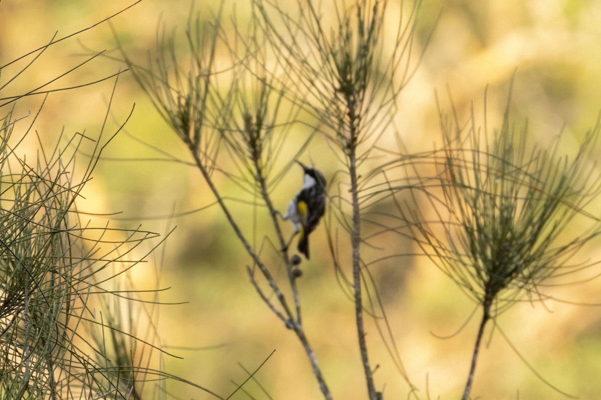 White-cheeked Honeyeater - ML646032155