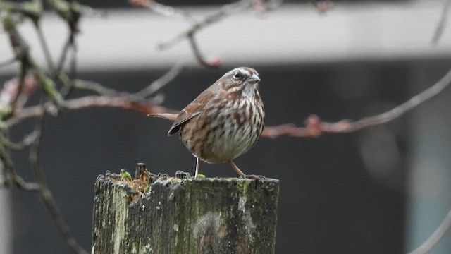 Song Sparrow - ML646032156