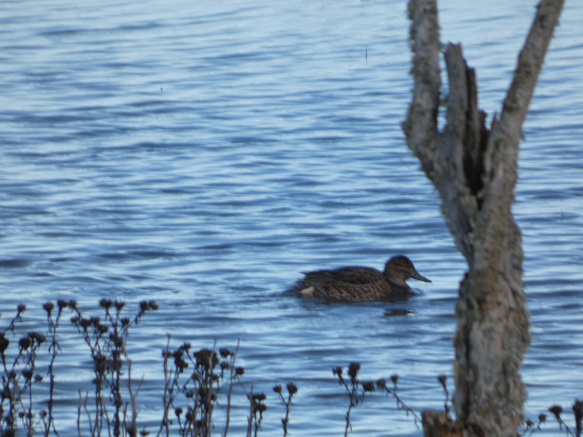 小水鴨 - ML646032157