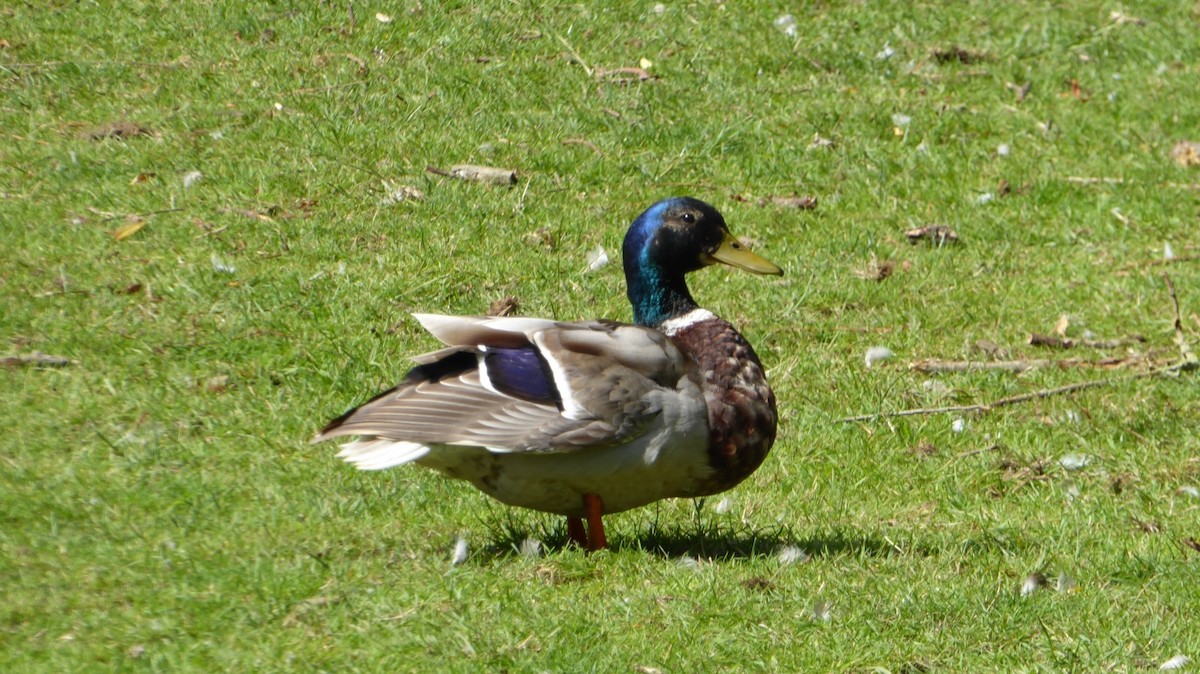 綠頭鴨 - ML646032160