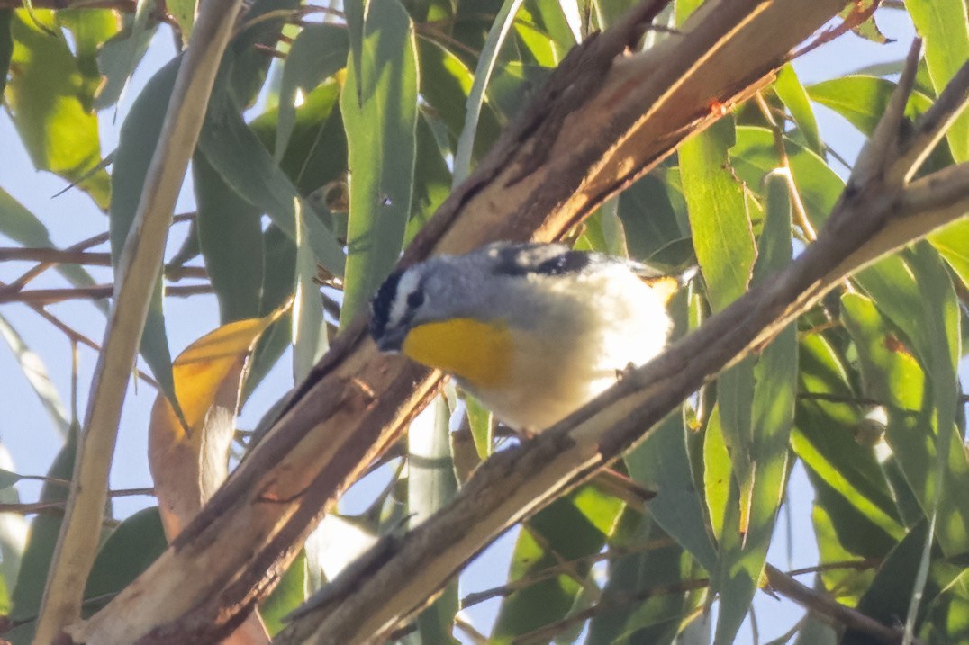 Spotted Pardalote - ML646032161