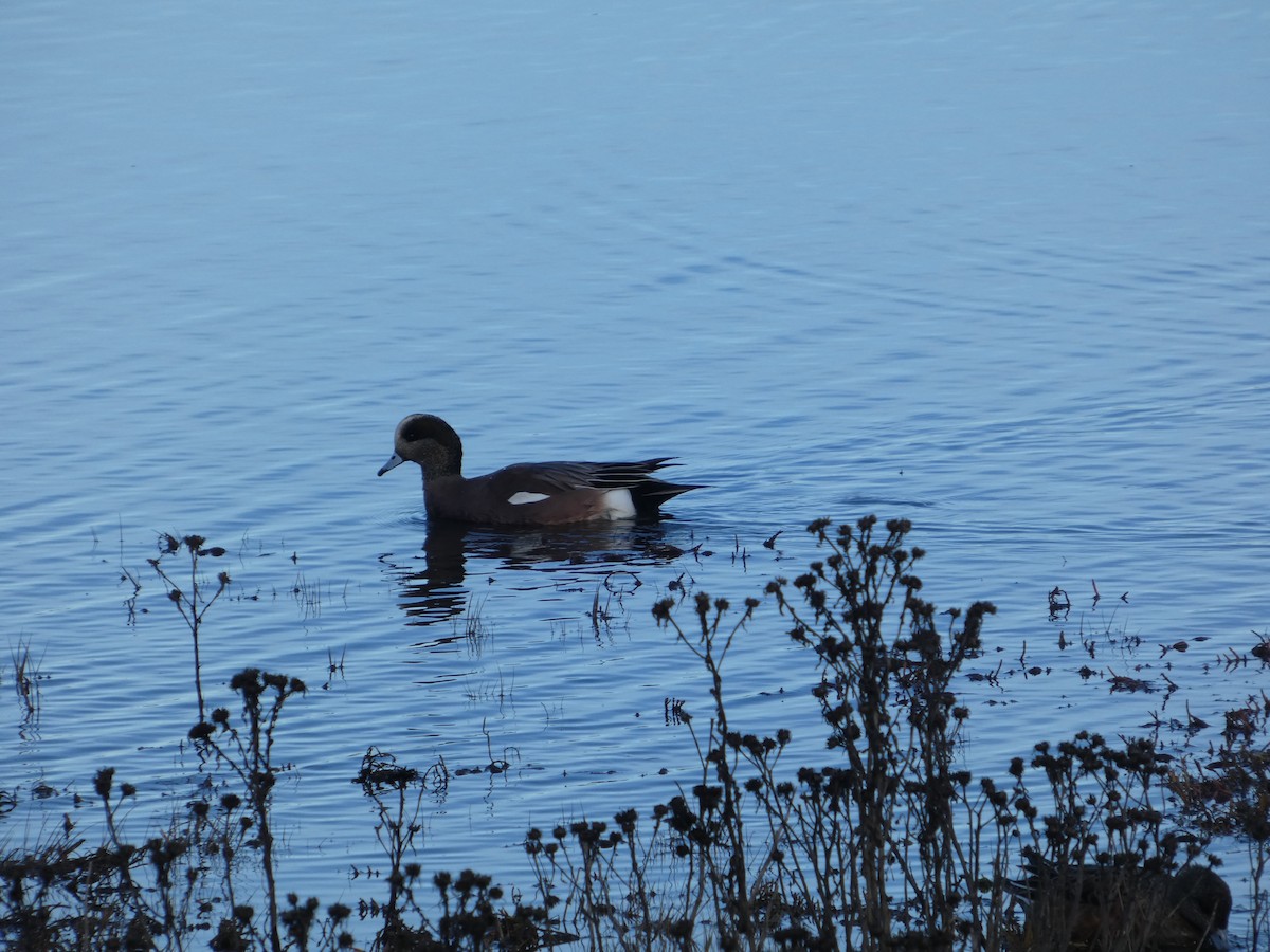 葡萄胸鴨 - ML646032162