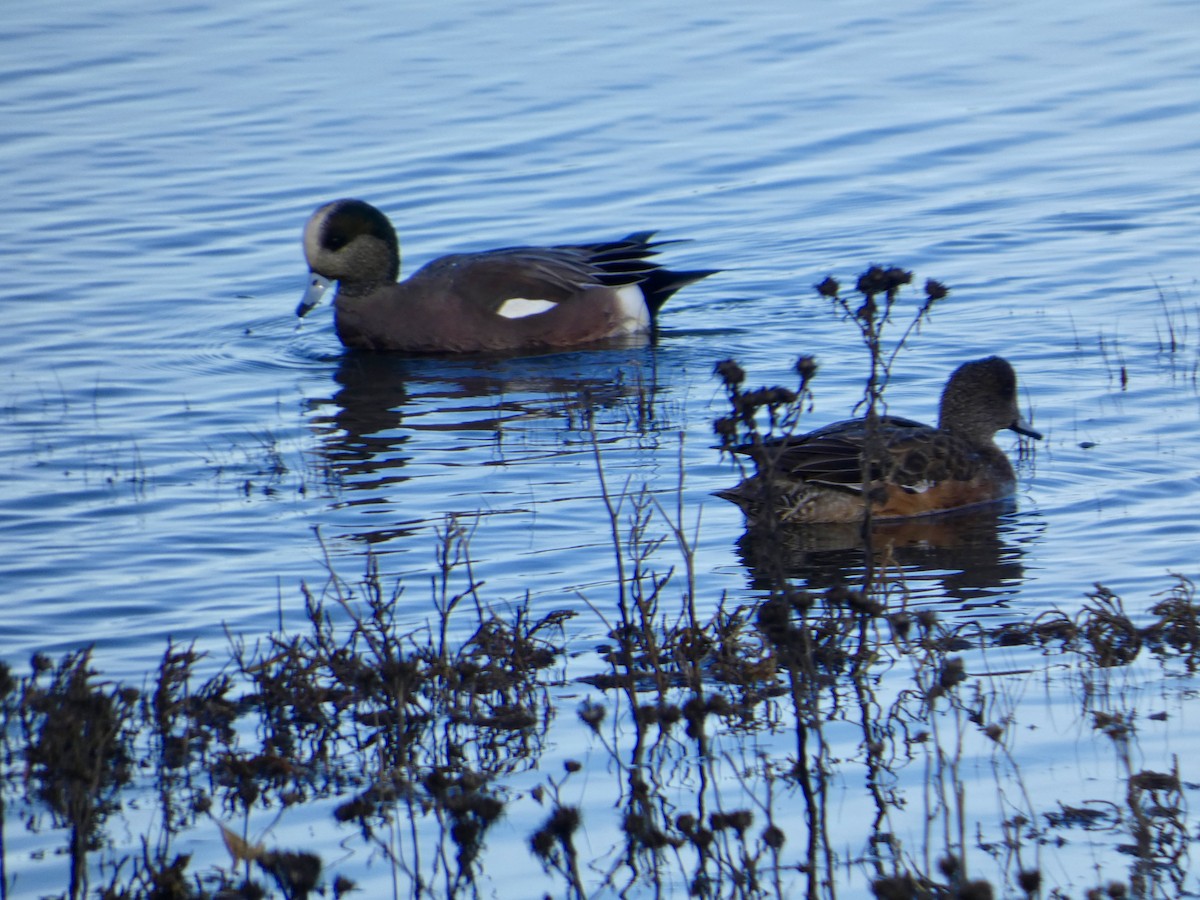 葡萄胸鴨 - ML646032163