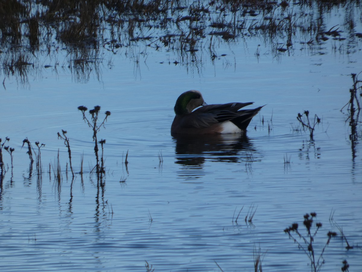 葡萄胸鴨 - ML646032164
