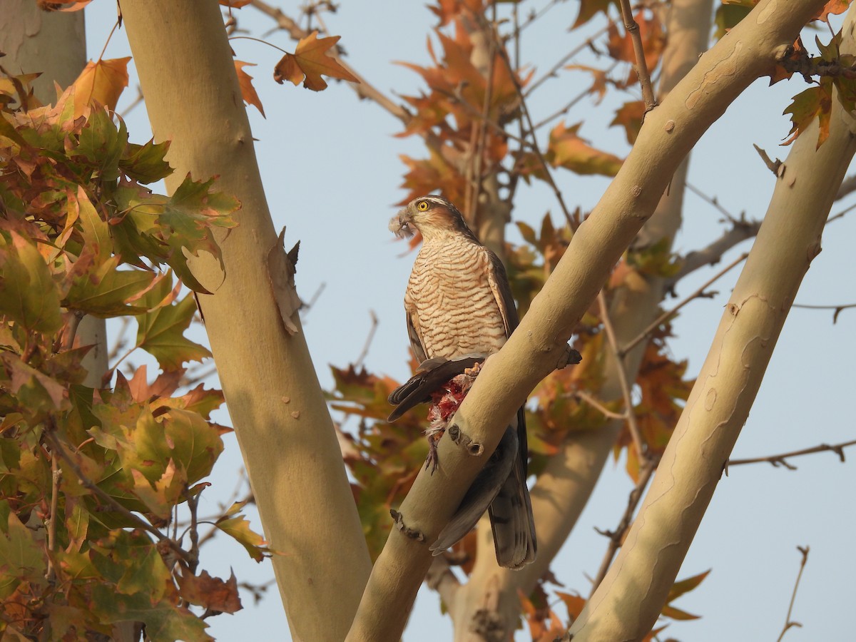 北雀鷹 - ML646032165