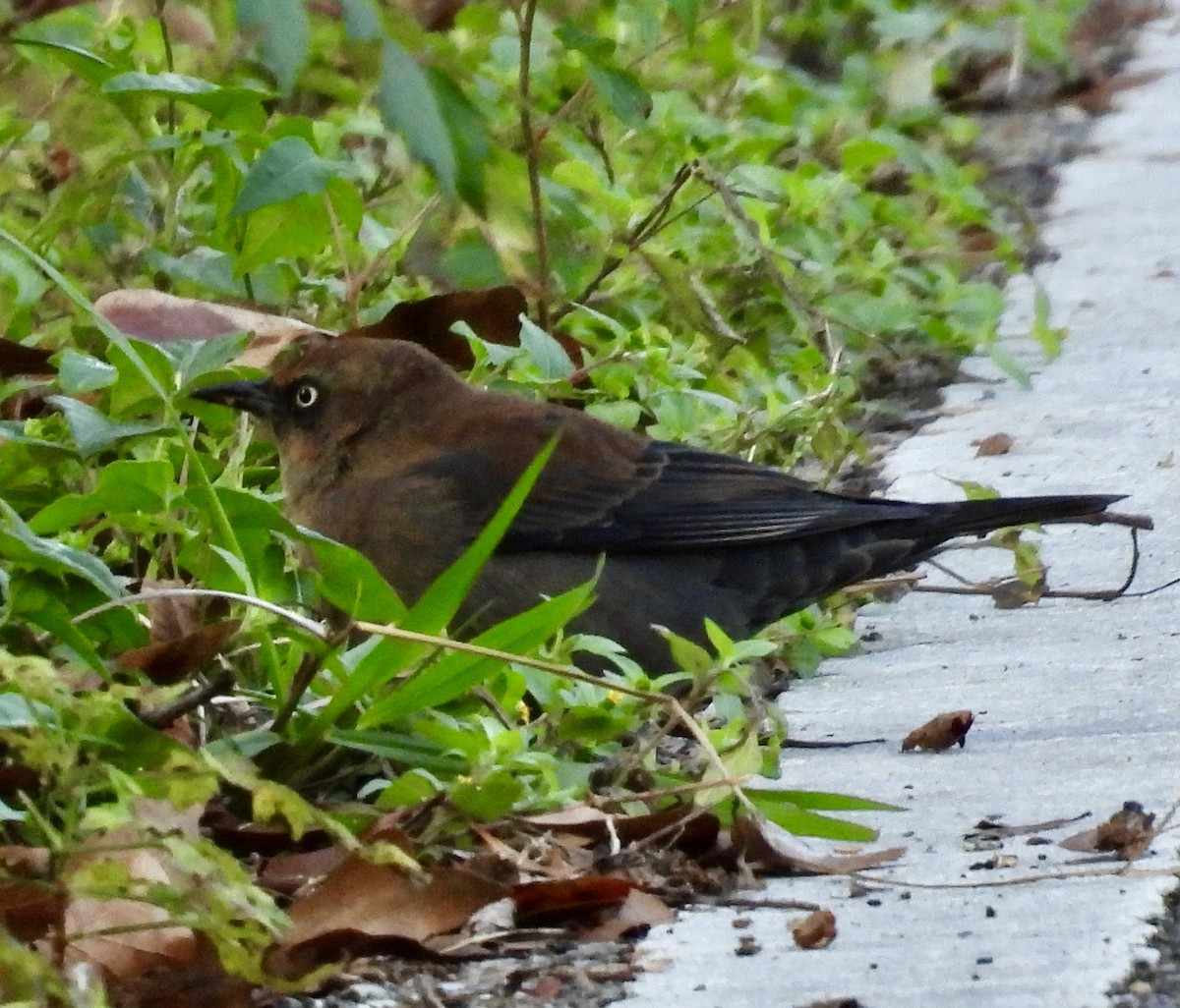 Rusty Blackbird - ML646032166