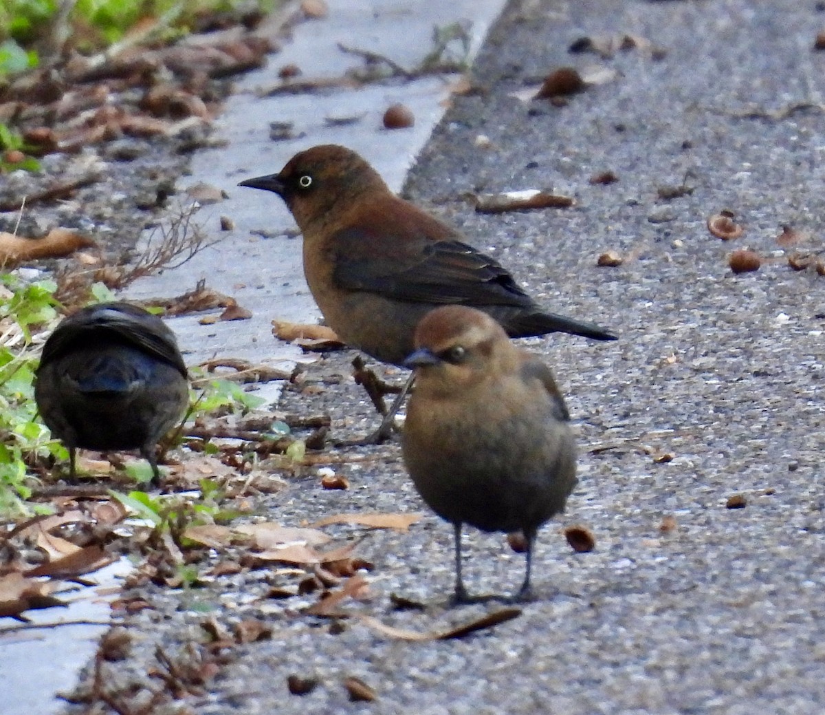 Rusty Blackbird - ML646032167