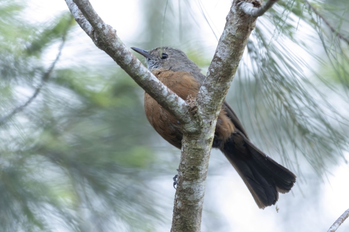 Rockwarbler - ML646032168