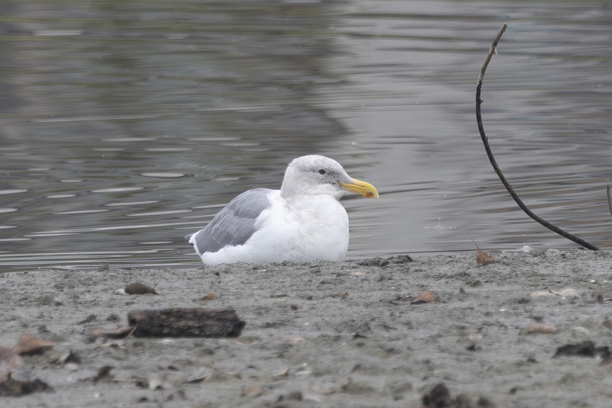 Glaucous-winged Gull - ML646032169