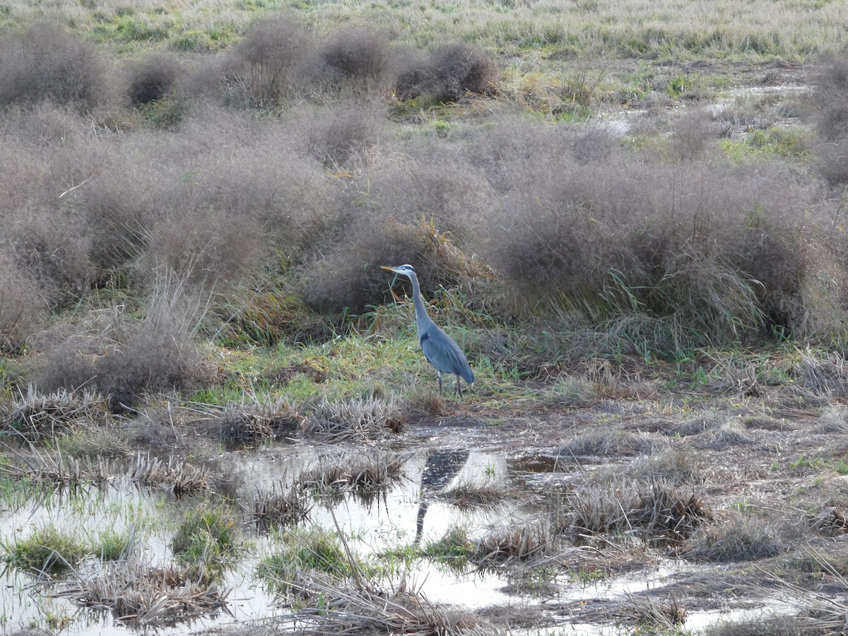 Great Blue Heron - ML646032170