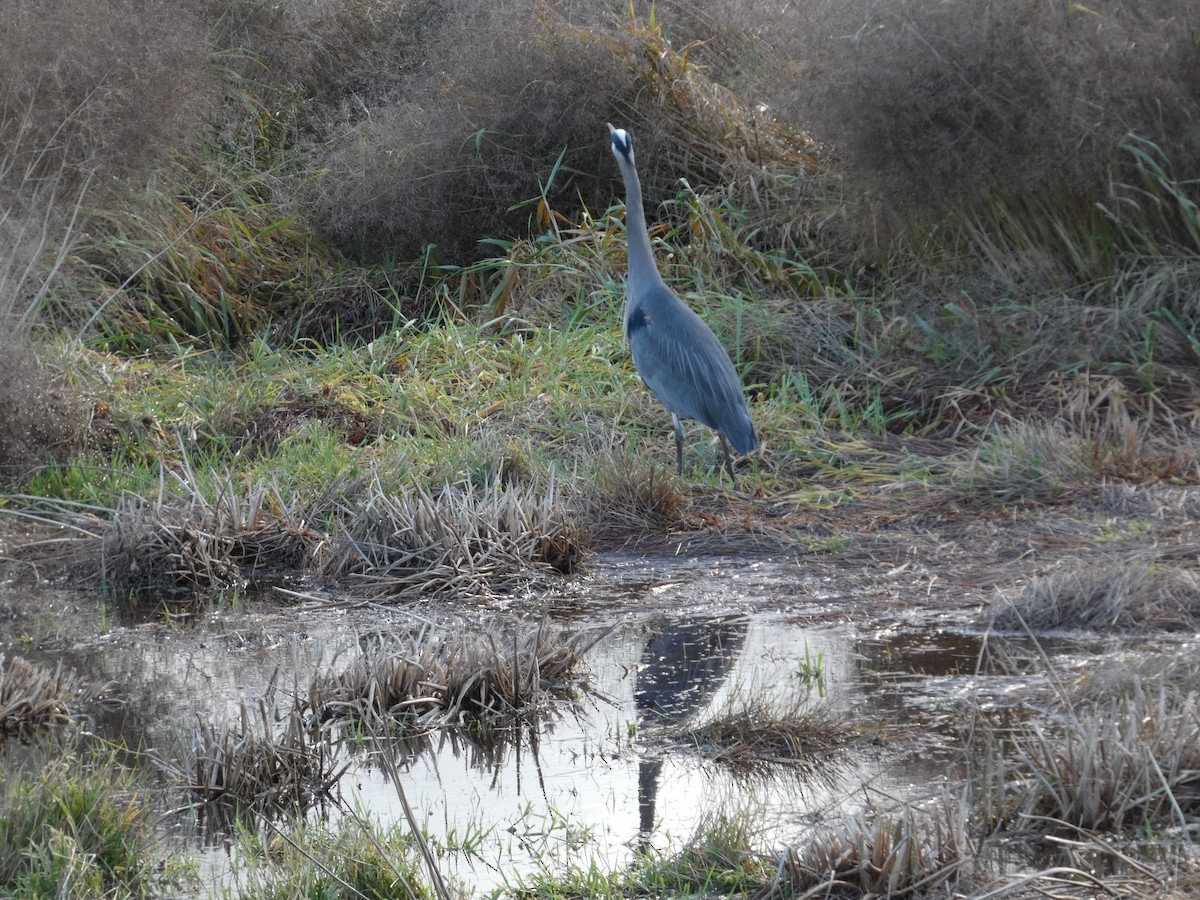 Great Blue Heron - ML646032171