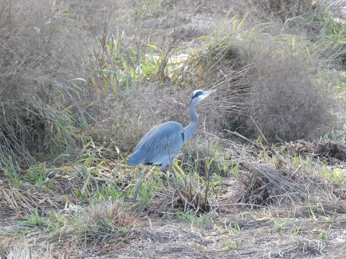 Great Blue Heron - ML646032172
