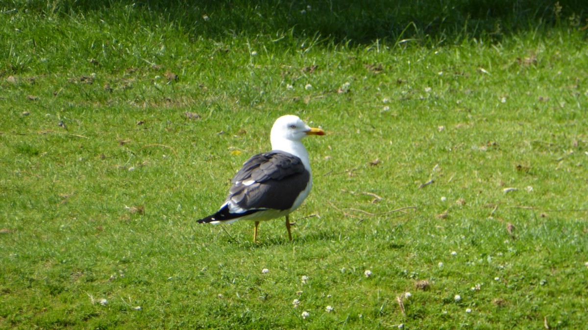 小黑背鷗 - ML646032173