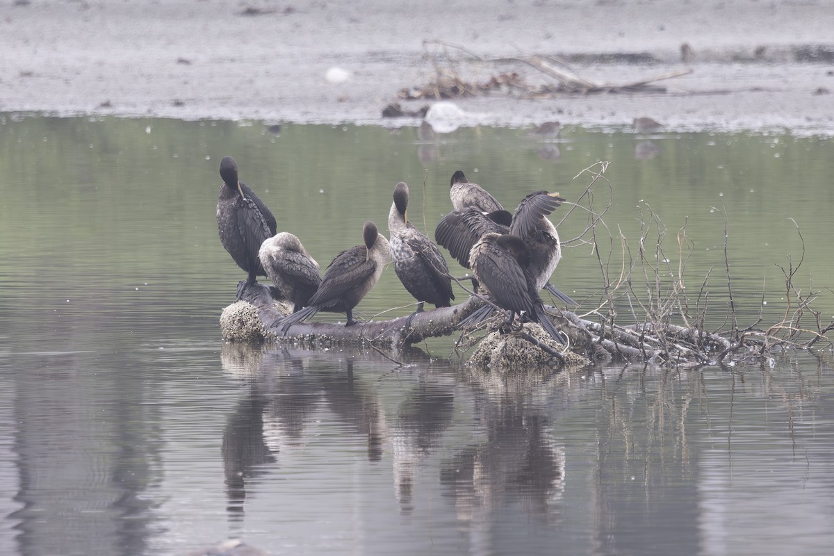 Double-crested Cormorant - ML646032174
