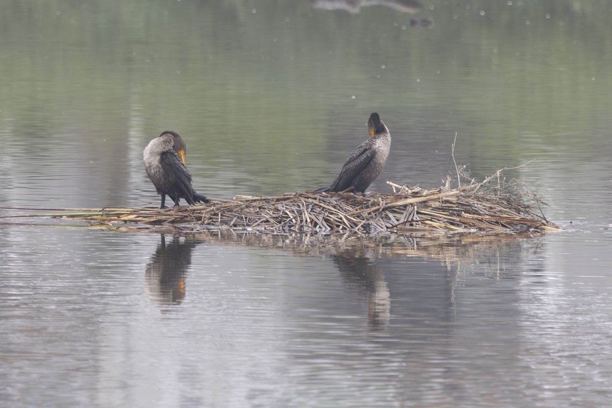 Double-crested Cormorant - ML646032175