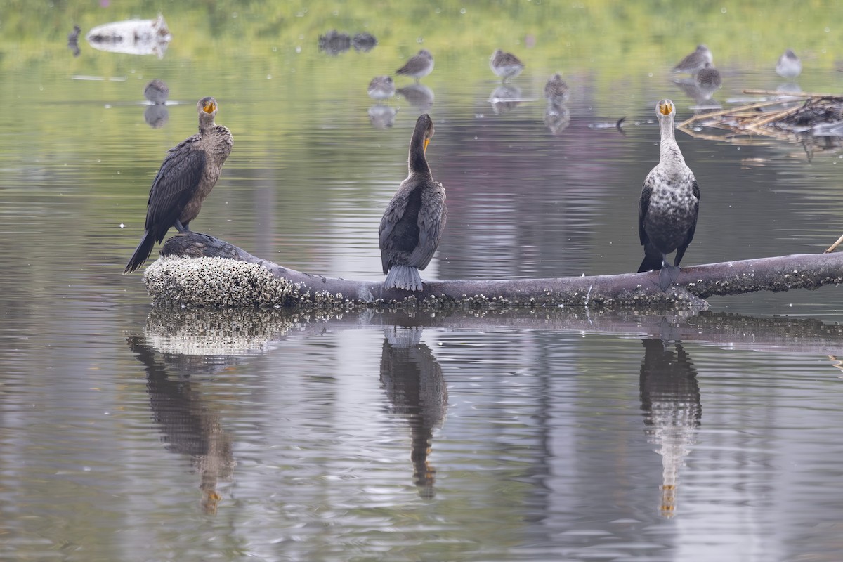 Double-crested Cormorant - ML646032176