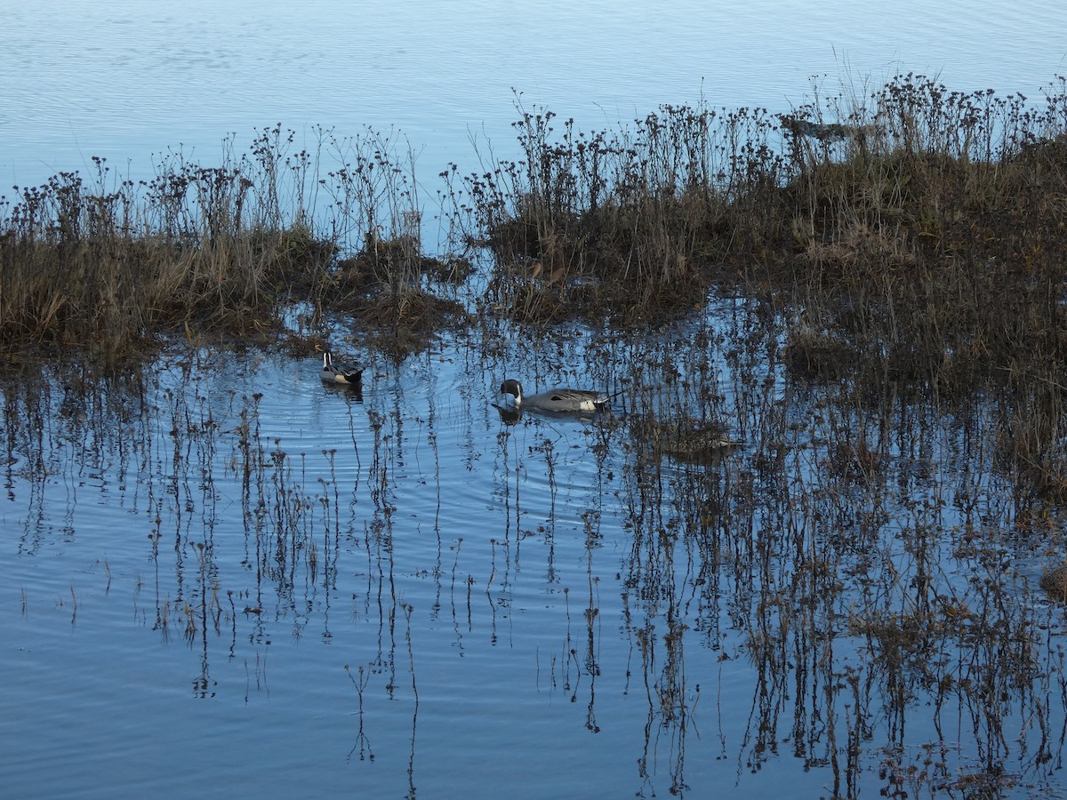 尖尾鴨 - ML646032177