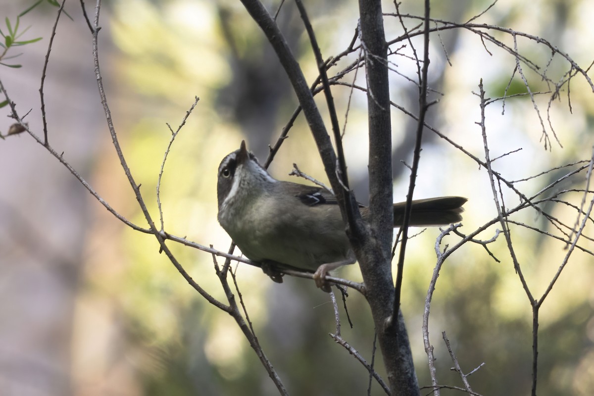 White-browed Scrubwren - ML646032178