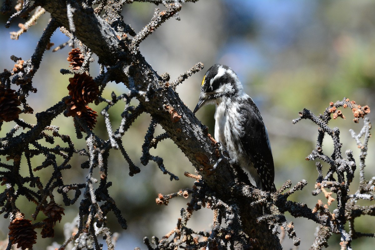 American Three-toed Woodpecker (Rocky Mts.) - ML646032179