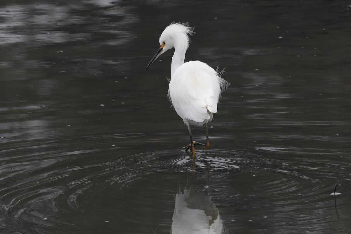 Snowy Egret - ML646032180