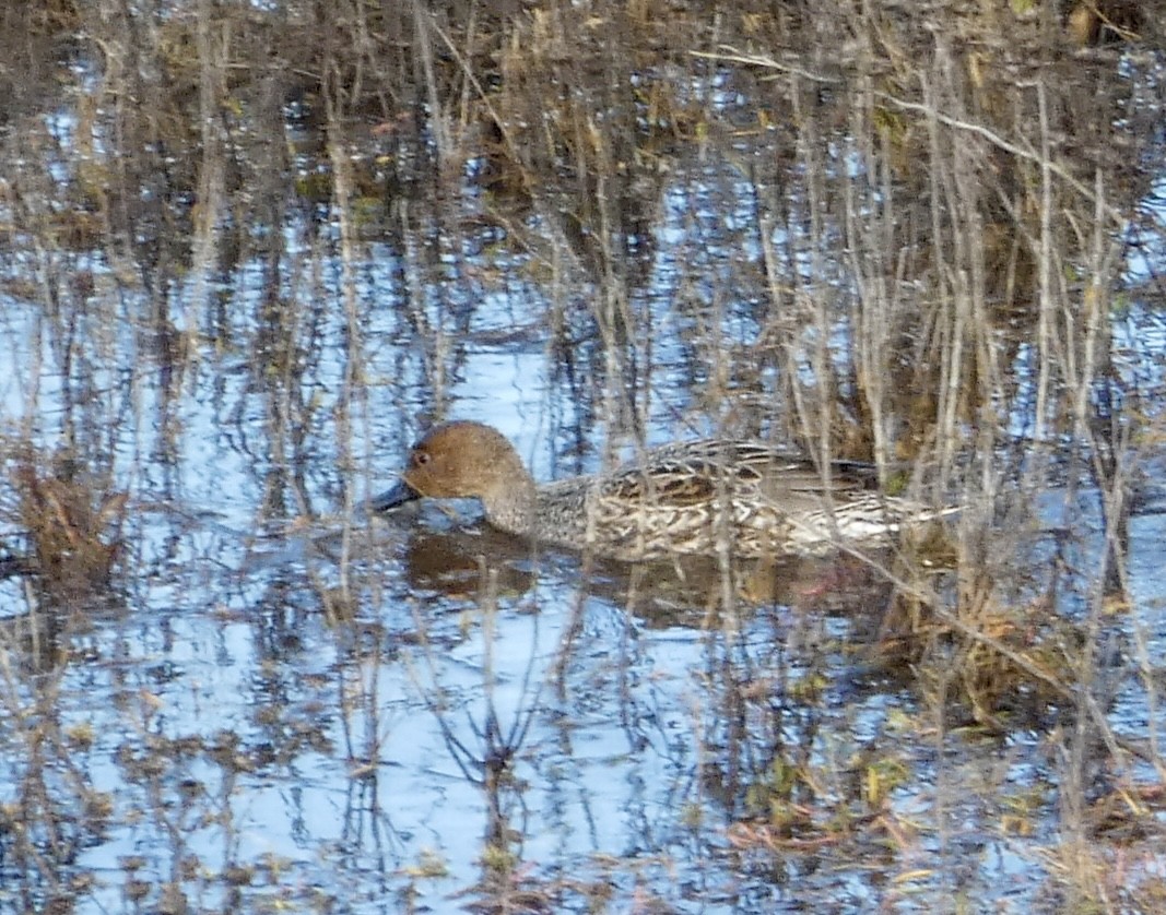 尖尾鴨 - ML646032181